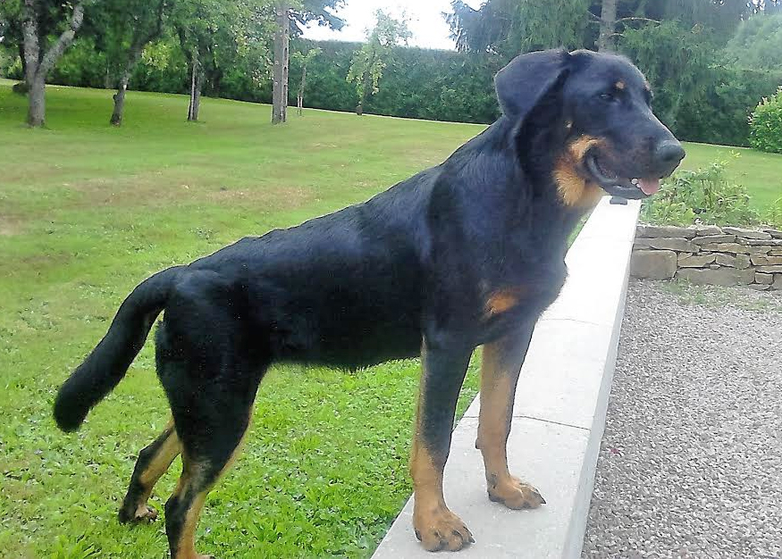  domainedelalicorne.fr photo chien beauceron photo chiot beauceron Elevage de beauceron chiot beauceron pure race élevage du clos de la licorne elevage des gardiens de la licorne elevage beauceron noir et feu authentique gros gabarits élevage de Beauceron familial sérieux et qualité domainedelalicorne.fr suivi des chiots conseil d’éducation chiot propre bas rouge santé caractère spécialiste du beauceron noir et feu ou arlequin chien rustique berger de France  nos chiots sont élevés avec amour et attention notre passion au service de la qualité Beauceron de qualité et sportif domaine de la licorne 04380 BARRAS élevage en liberté éleveur berger de beauce élevage de beauceron de travail 06 11 20 51 93 site domainedelalicorne.fr mail domainedelalicorne@gmail.com